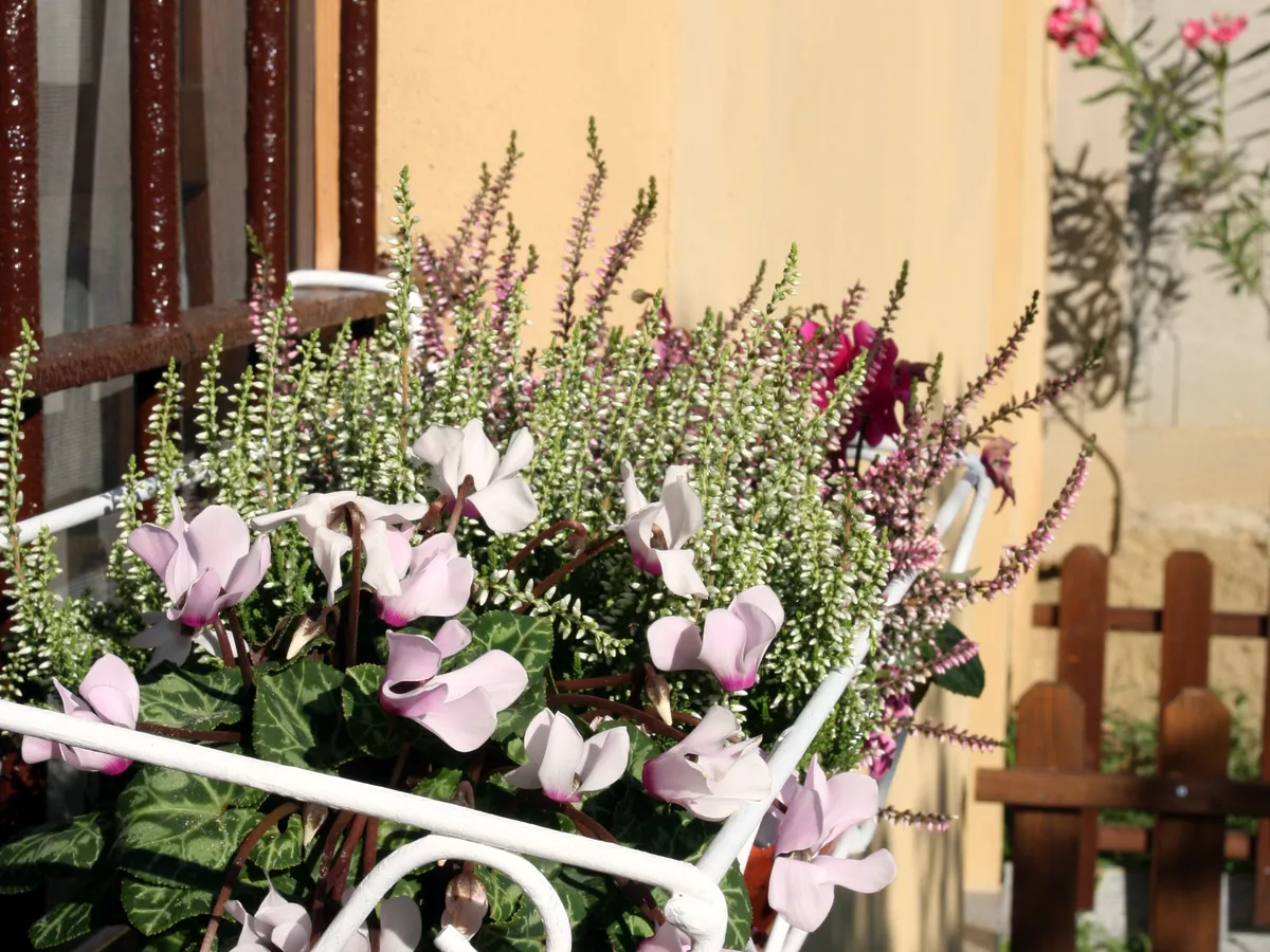 I fiori alle finestre